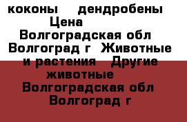 коконы    дендробены › Цена ­ 1 600 - Волгоградская обл., Волгоград г. Животные и растения » Другие животные   . Волгоградская обл.,Волгоград г.